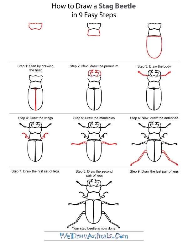 How To Draw A Stag Beetle - Step-by-Step Tutorial