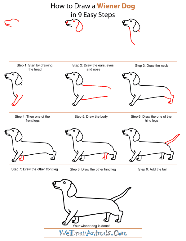 How to draw a dog step by step