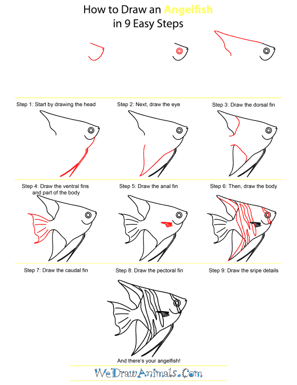 How To Draw An Angelfish - Step-by-Step Tutorial