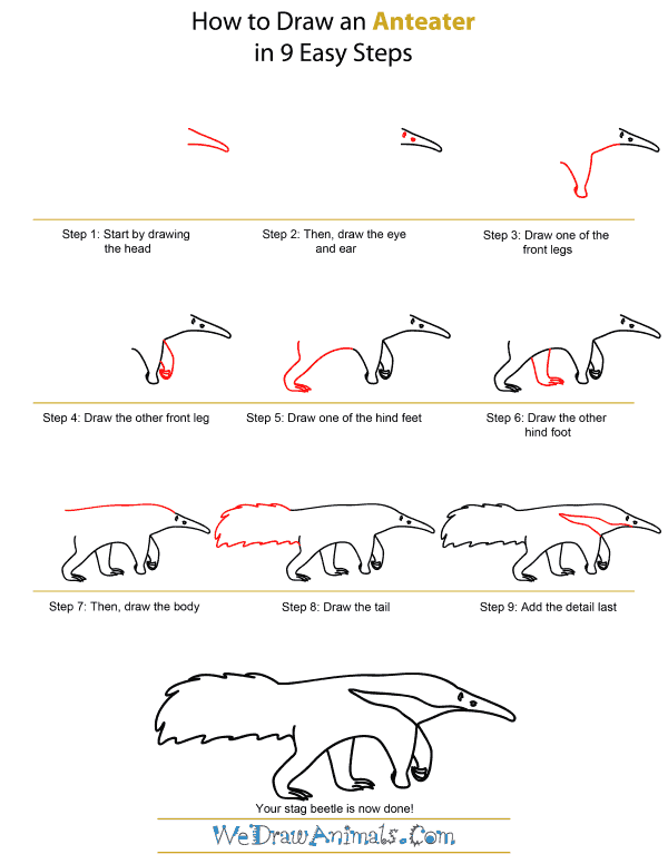 How To Draw An Anteater - Step-by-Step Tutorial