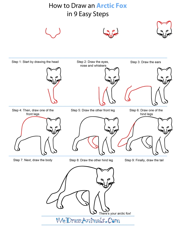 How To Draw An Arctic Fox - Step-by-Step Tutorial