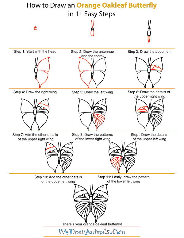 How To Draw An Orange Oakleaf Butterfly - Step-by-Step Tutorial