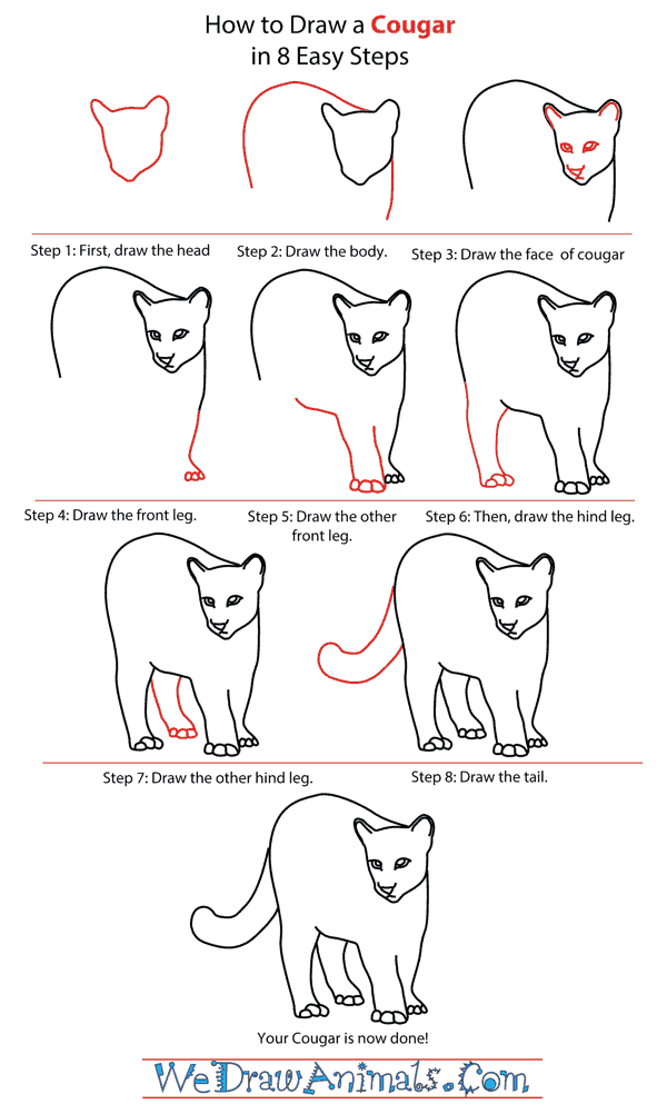 How To Draw A Cougar - Step-by-Step Tutorial