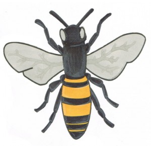 bee-coloring-tips