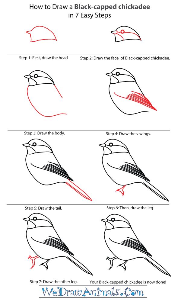 How To Draw A Black Capped Chickadee - Step-By-Step Tutorial