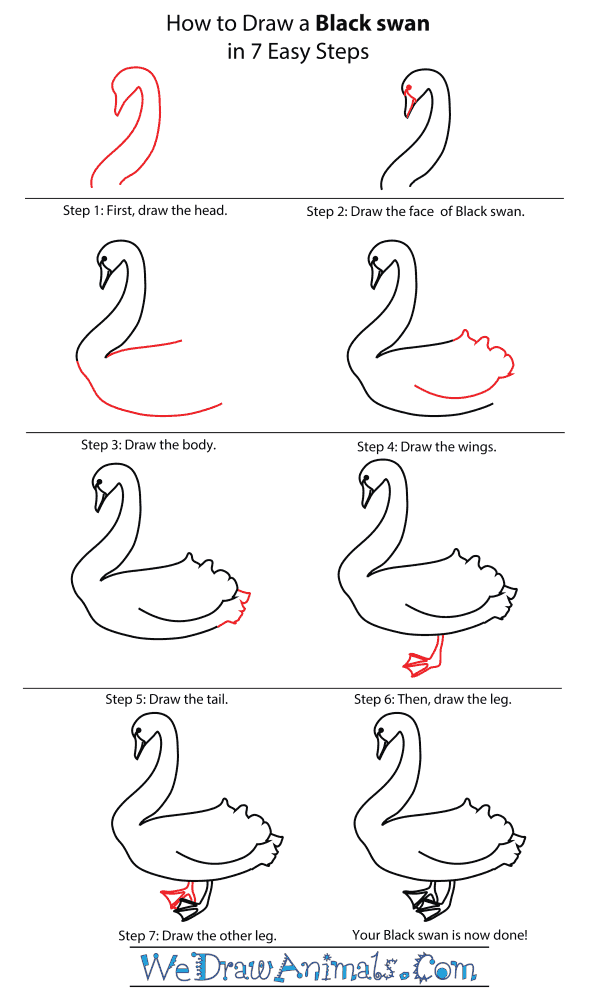 How To Draw A Black Swan - Step-By-Step Tutorial