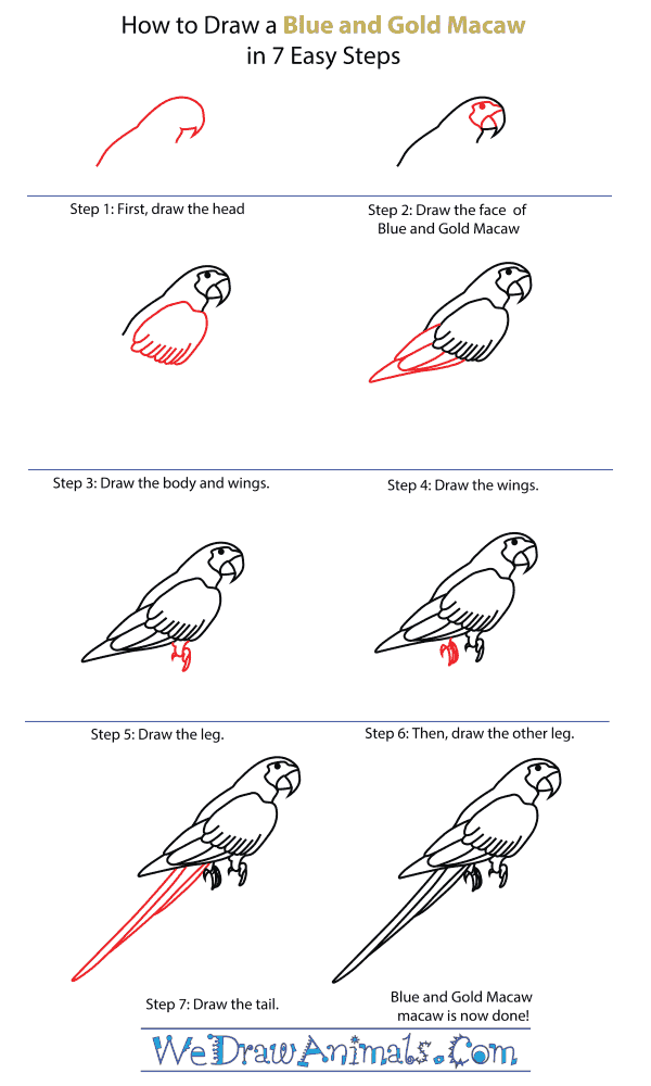 How To Draw A Blue And Gold Macaw - Step-By-Step Tutorial