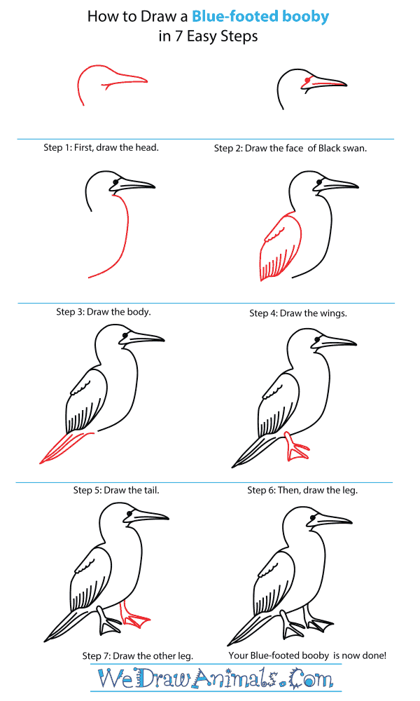 How To Draw A Blue Footed Booby - Step-By-Step Tutorial