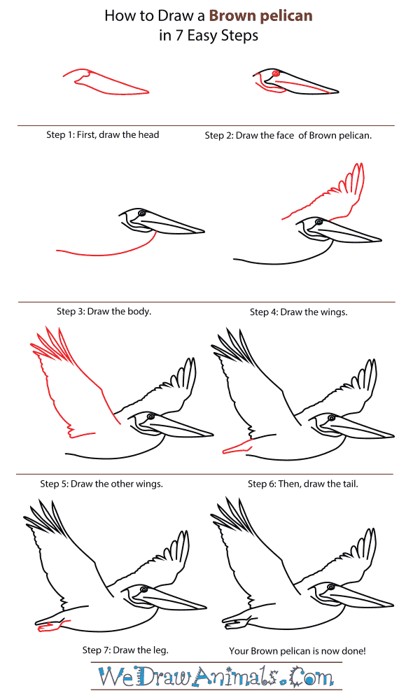 How To Draw A Brown Pelican - Step-By-Step Tutorial