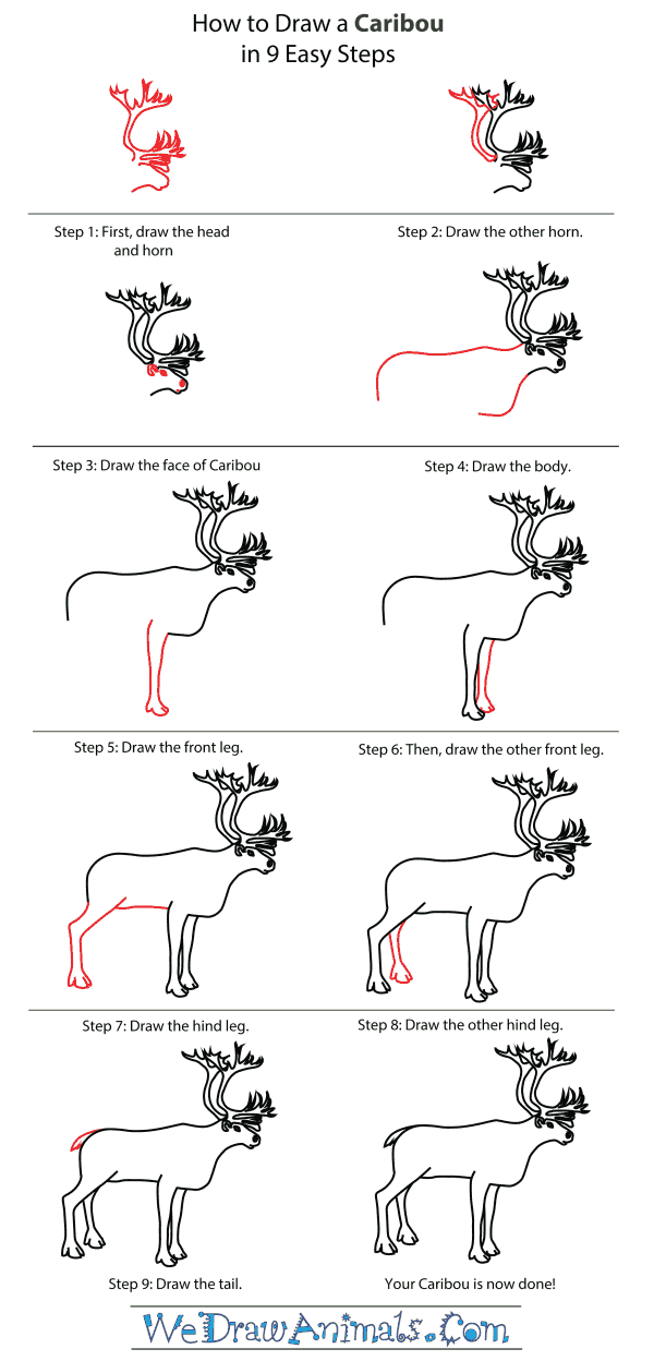 How To Draw A Caribou - Step-By-Step Tutorial