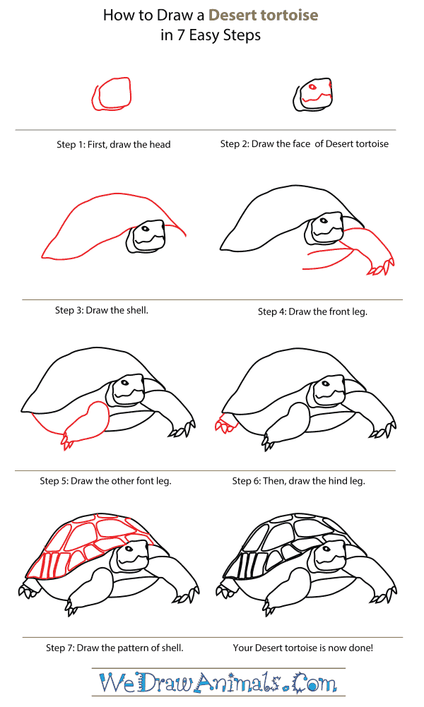 How To Draw A Desert Tortoise - Step-By-Step Tutorial