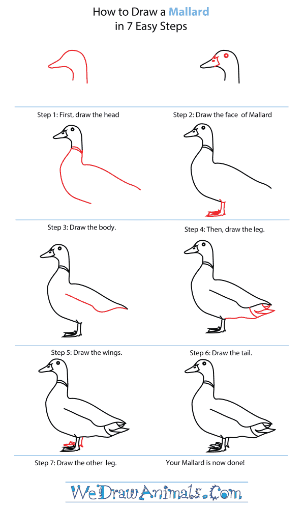 How To Draw A Mallard - Step-By-Step Tutorial