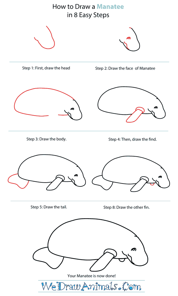 How To Draw A Manatee - Step-by-Step Tutorial