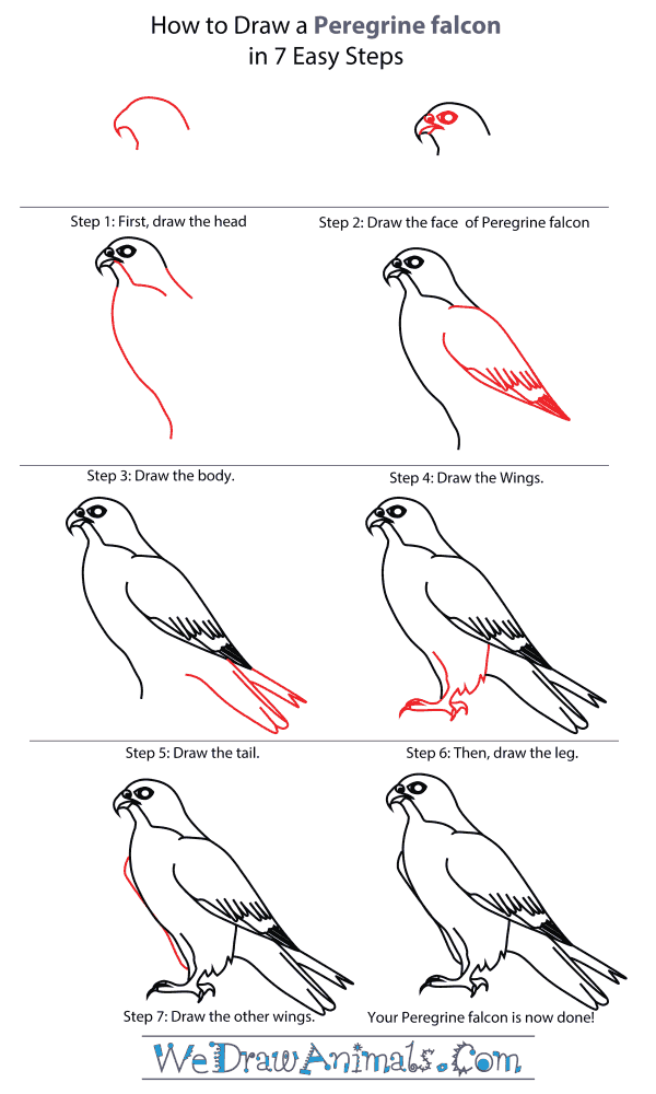 How To Draw A Peregrine Falcon - Step-By-Step Tutorial