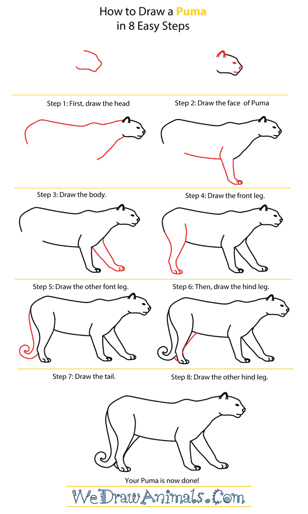 How to Draw a Puma - Step-by-Step Tutorial