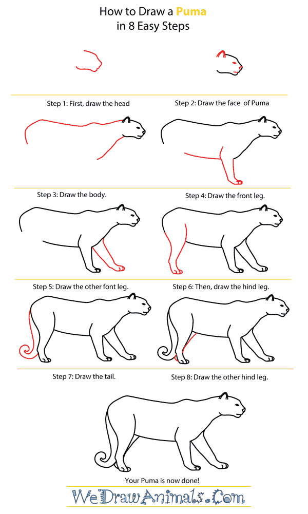 How to Draw a Puma