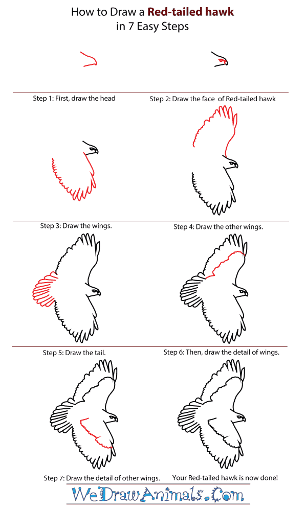 How To Draw A Red Tailed Hawk - Step-By-Step Tutorial