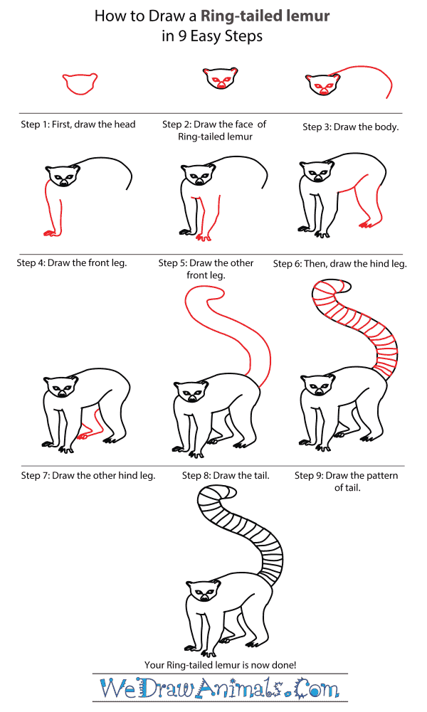 How To Draw A Ring Tailed Lemur - Step-By-Step Tutorial