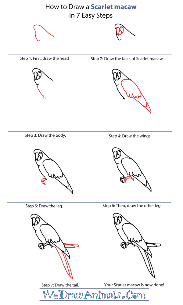 How To Draw A Scarlet Macaw - Step-By-Step Tutorial