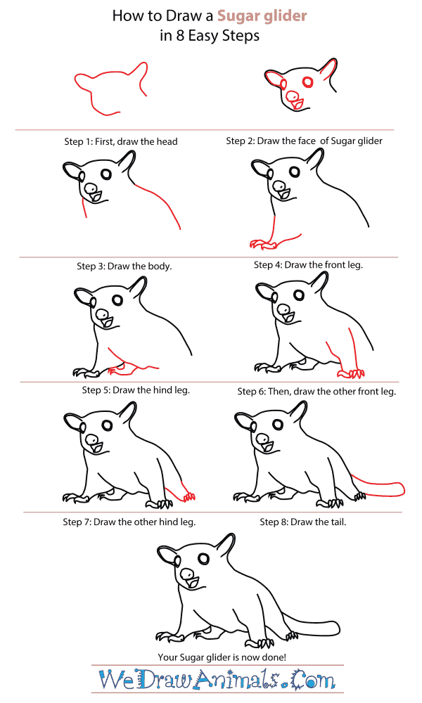 How To Draw A Sugar Glider - Step-By-Step Tutorial