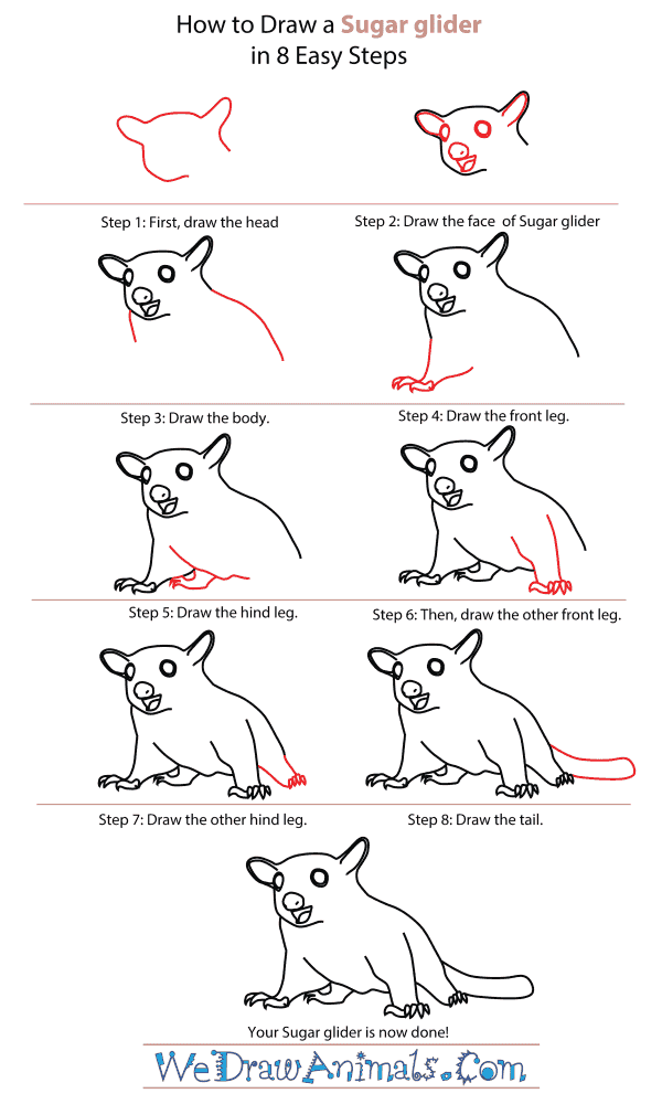 Featured image of post How To Draw A Sugar Glider Easy In the wild sugar gliders scrape the trees to draw