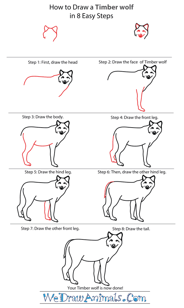 How To Draw A Timber Wolf - Step-By-Step Tutorial