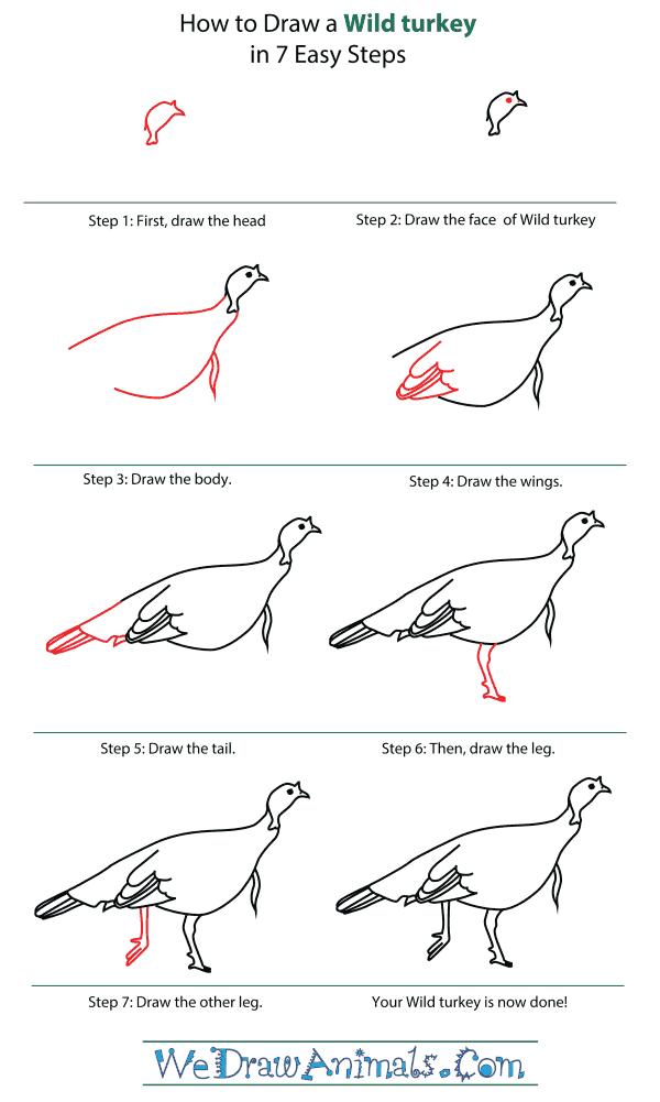 How To Draw A Wild Turkey - Step-By-Step Tutorial