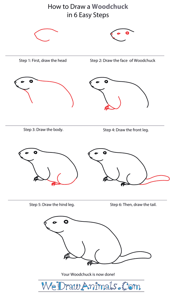 How To Draw A Woodchuck - Step-By-Step Tutorial