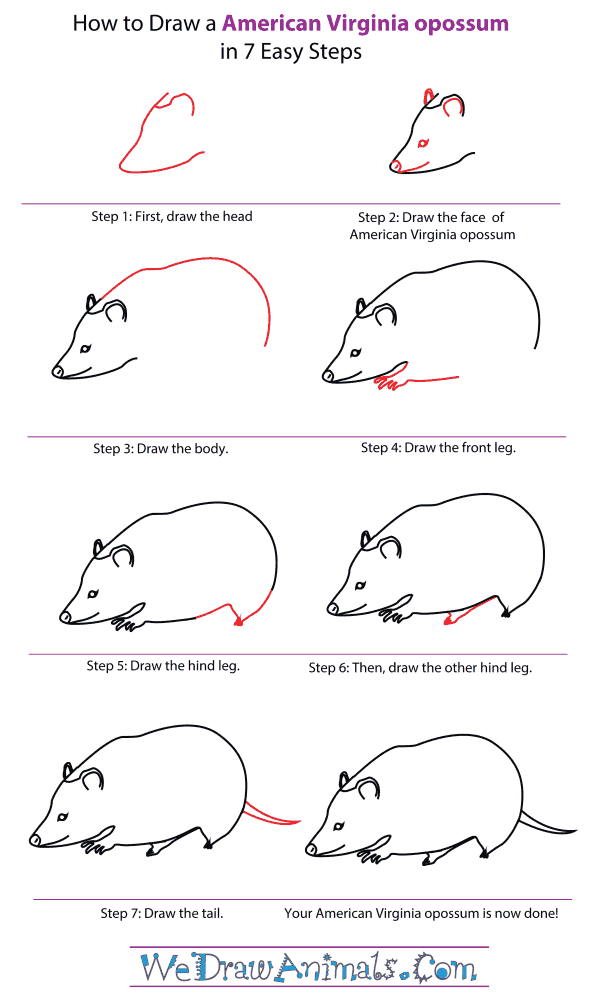 How To Draw An American Virginia Opossum - Step-By-Step Tutorial