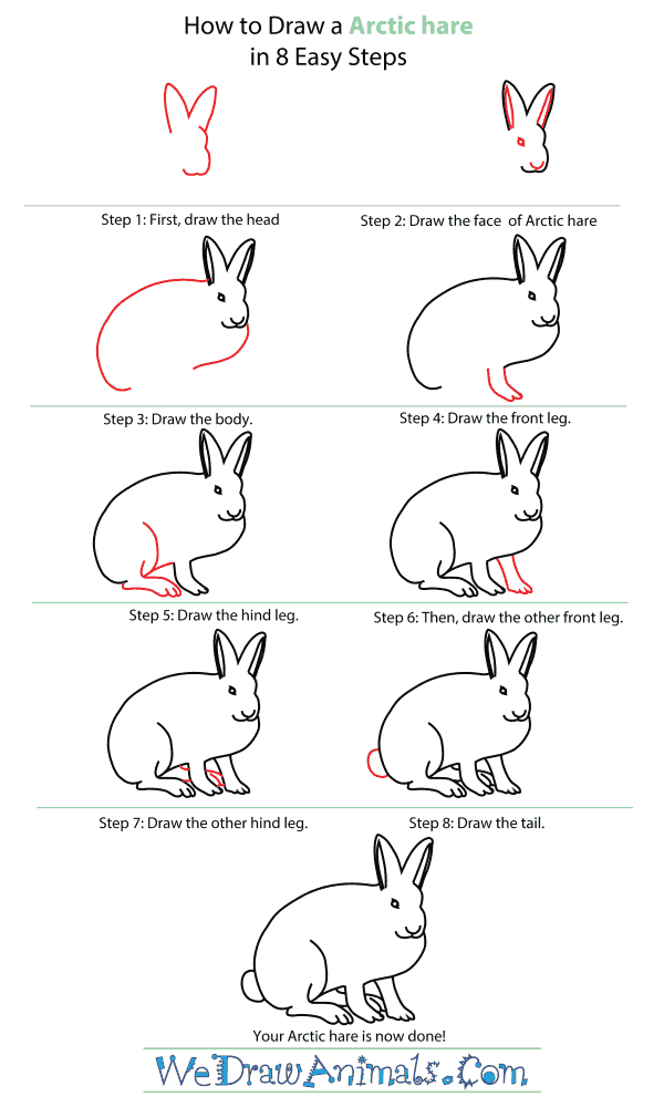 How To Draw An Arctic Hare - Step-By-Step Tutorial