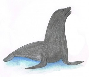 sealion-coloring-tips