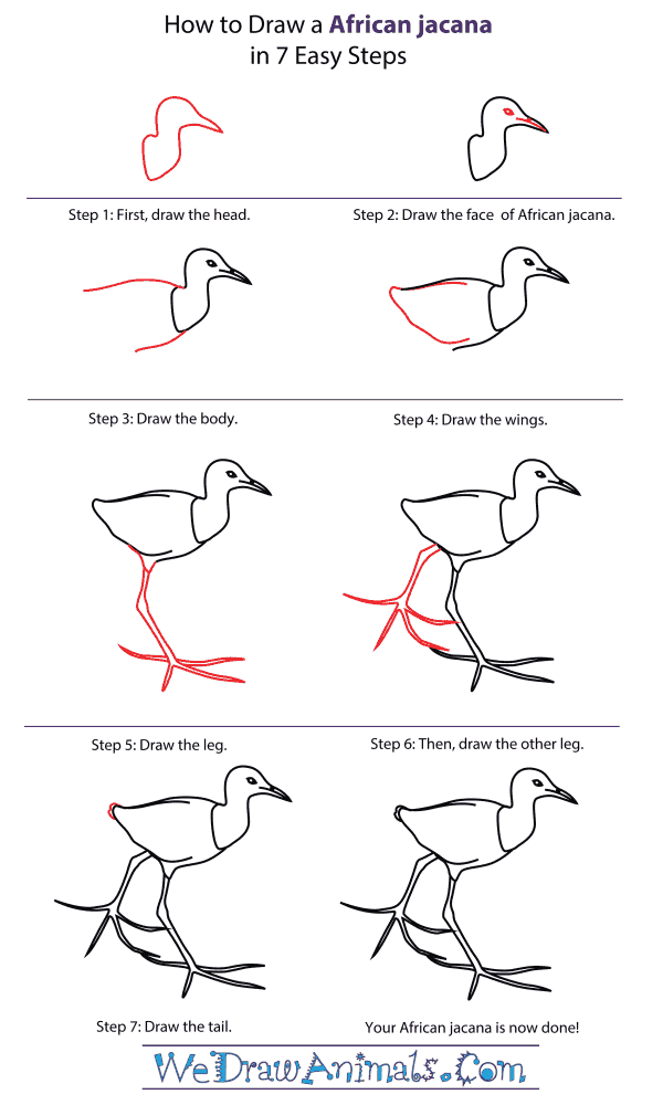 How To Draw An African jacana - Step-By-Step Tutorial