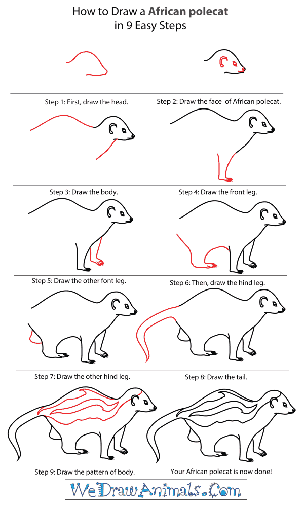 How To Draw An African polecat - Step-By-Step Tutorial