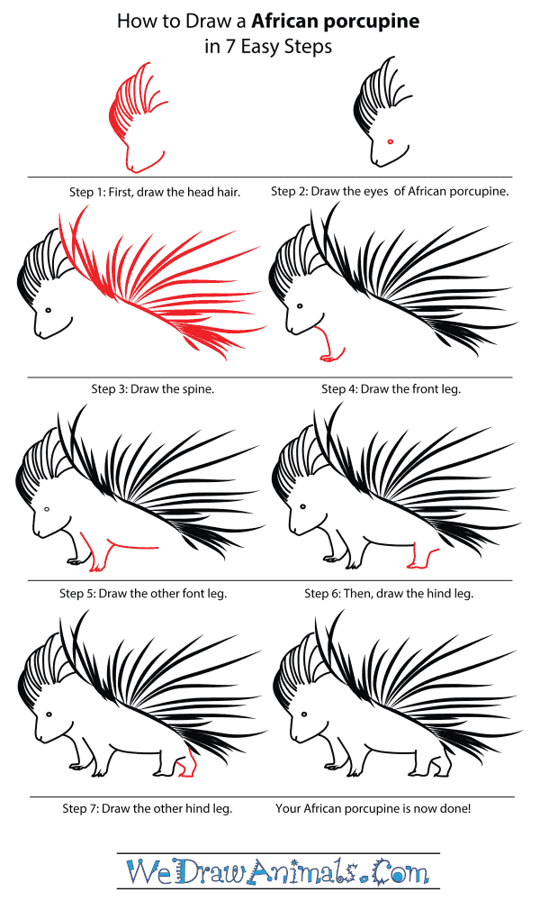 How To Draw An African porcupine - Step-By-Step Tutorial