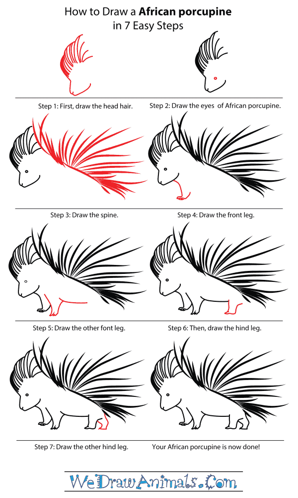  How To Draw A Porcupine of the decade Don t miss out 