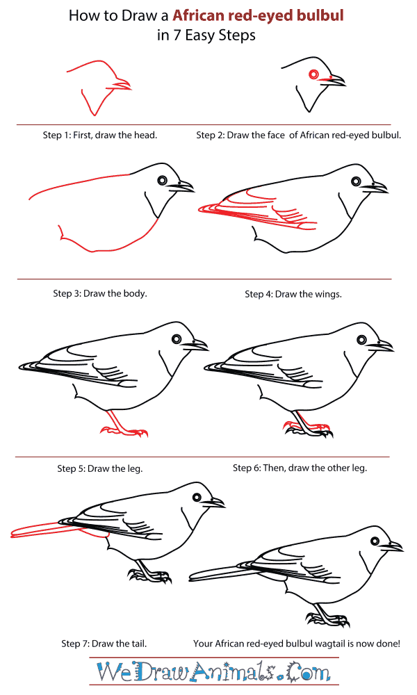 How To Draw An African red-eyed bulbul - Step-By-Step Tutorial