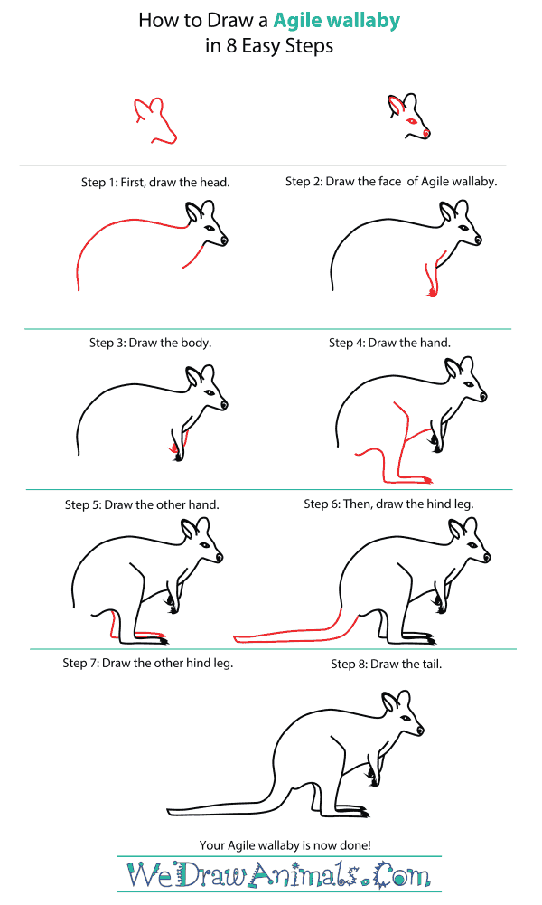 How To Draw An Agile wallaby - Step-By-Step Tutorial