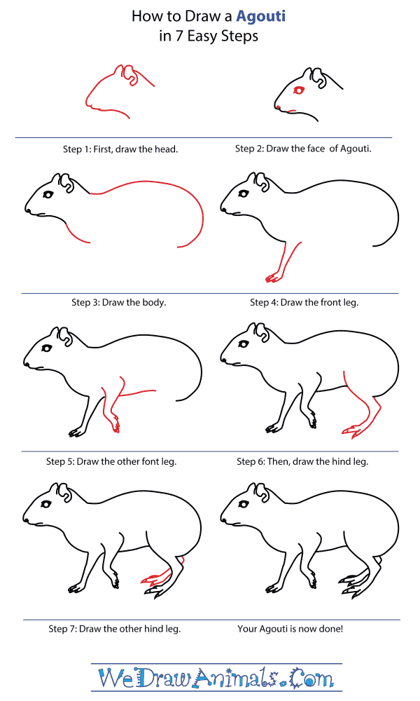 How To Draw An Agouti - Step-By-Step Tutorial