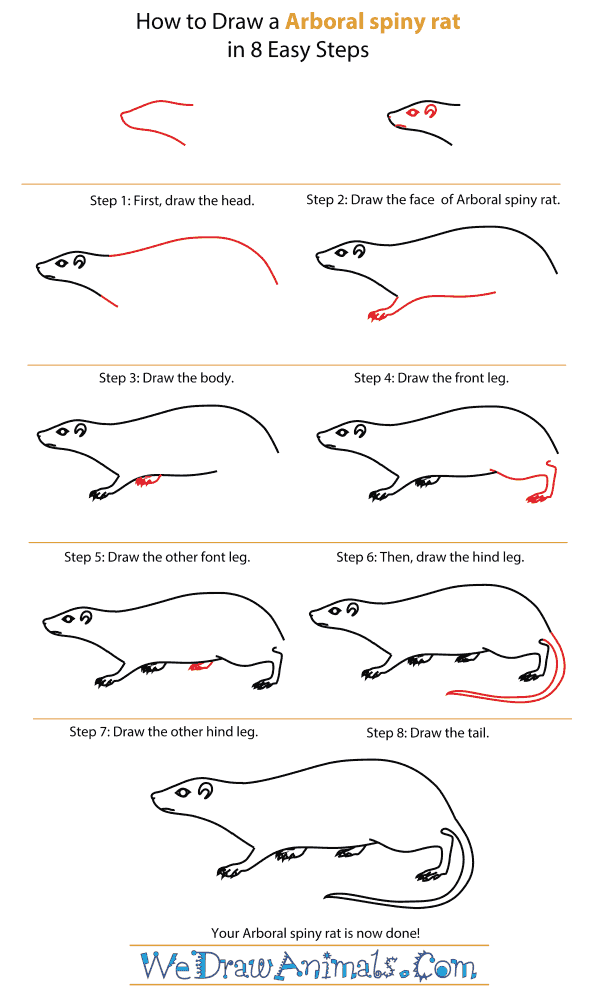 How To Draw An Arboreal Spiny Rat - Step-By-Step Tutorial