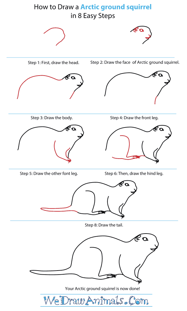 How To Draw An Arctic ground squirrel - Step-By-Step Tutorial