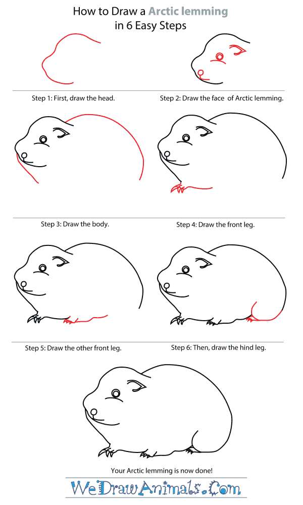 How To Draw An Arctic lemming - Step-By-Step Tutorial