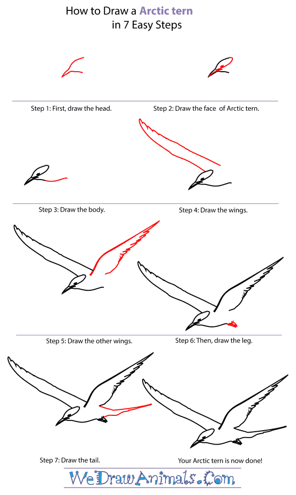 How To Draw An Arctic tern - Step-By-Step Tutorial