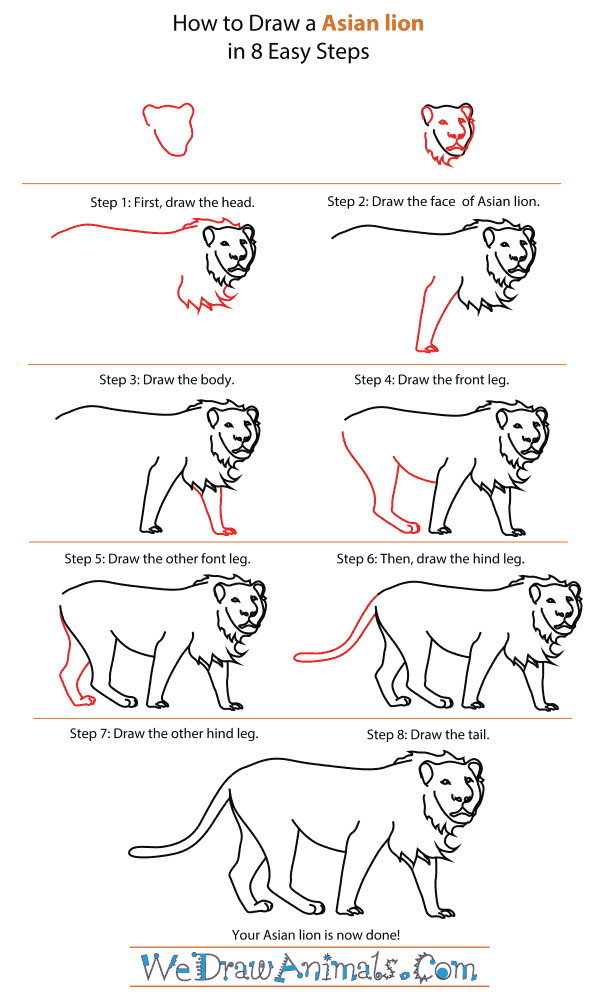 How To Draw An Asian lion - Step-By-Step Tutorial