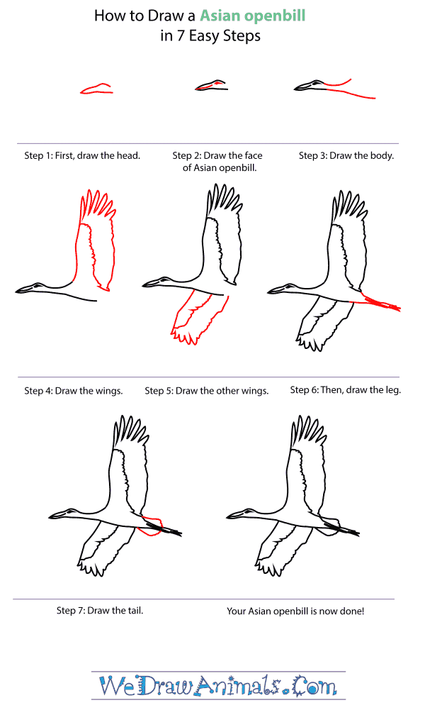 How To Draw An Asian openbill - Step-By-Step Tutorial