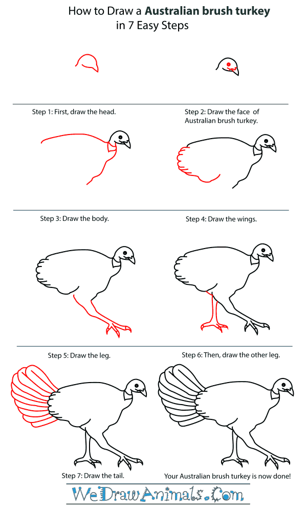 How To Draw An Australian brush turkey - Step-By-Step Tutorial