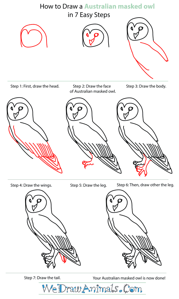 How To Draw An Australian masked owl - Step-By-Step Tutorial