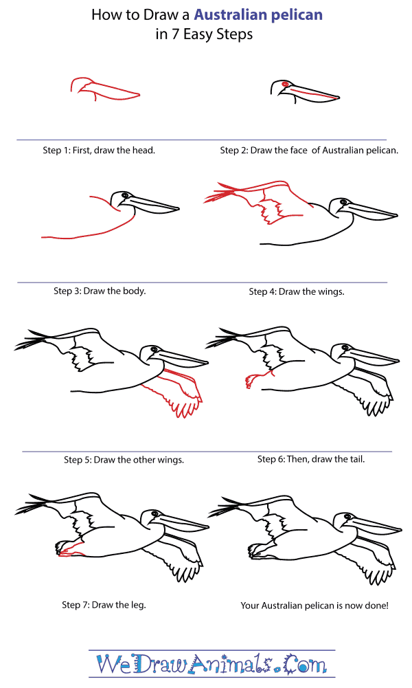 How To Draw An Australian pelican - Step-By-Step Tutorial