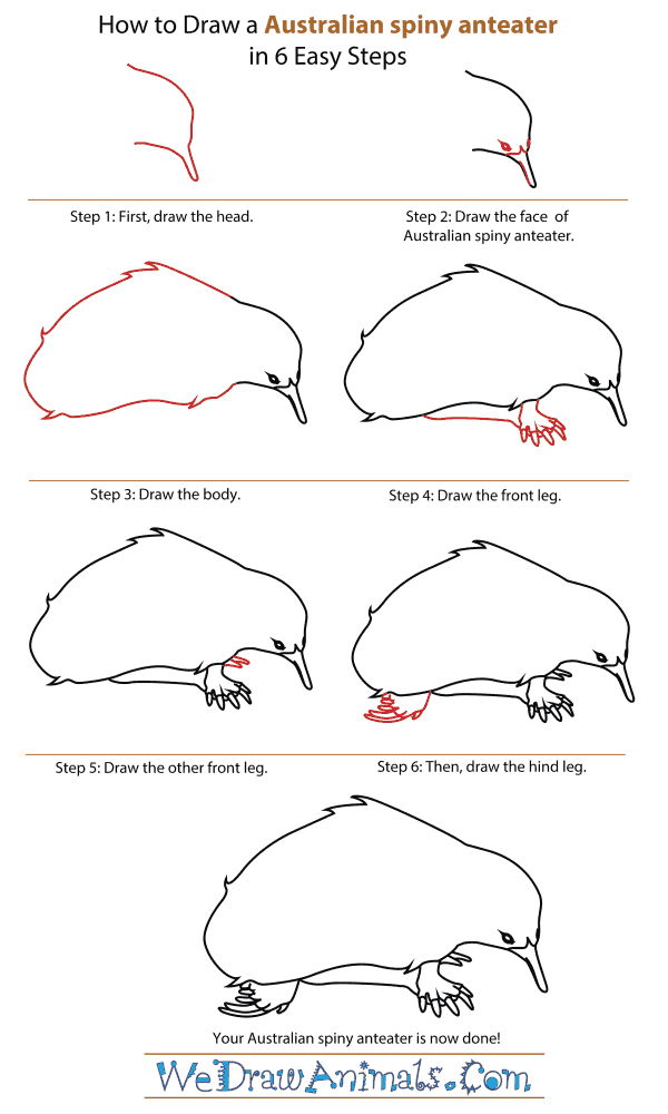 How To Draw An Australian spiny anteater - Step-By-Step Tutorial