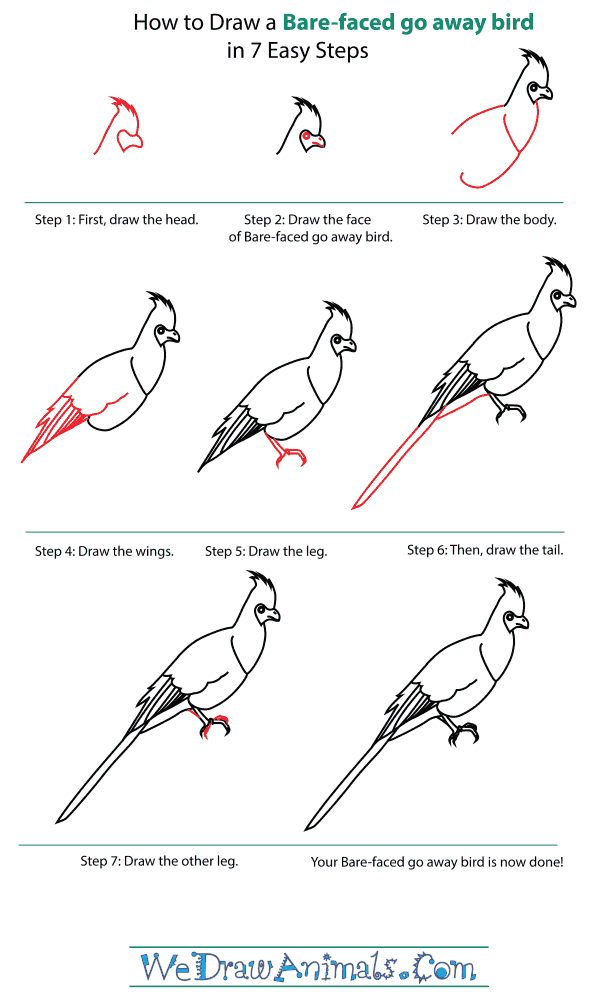 How To Draw A Bare-faced go away bird - Step-By-Step Tutorial