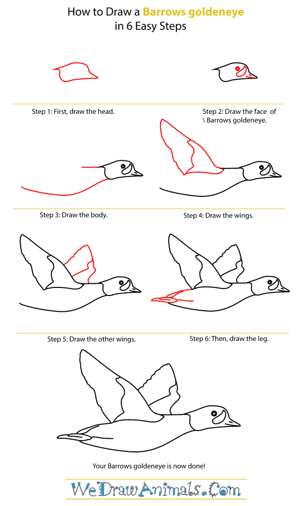 How To Draw A Barrows goldeneye - Step-By-Step Tutorial
